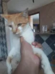 Mauro