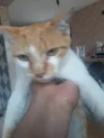 Mauro
