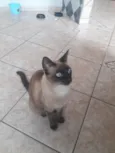 Jujú