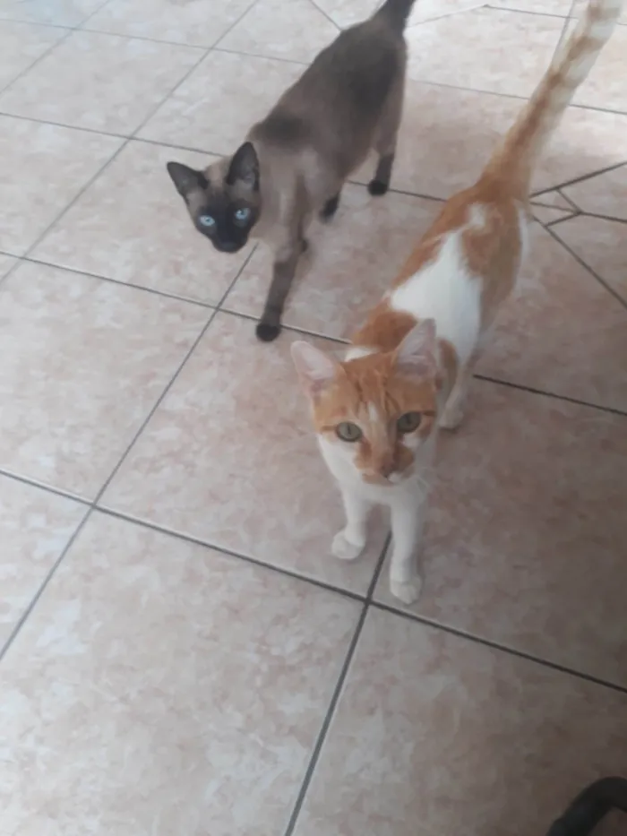 Gato ra a Siamês idade 2 anos nome Mauro e Jujú