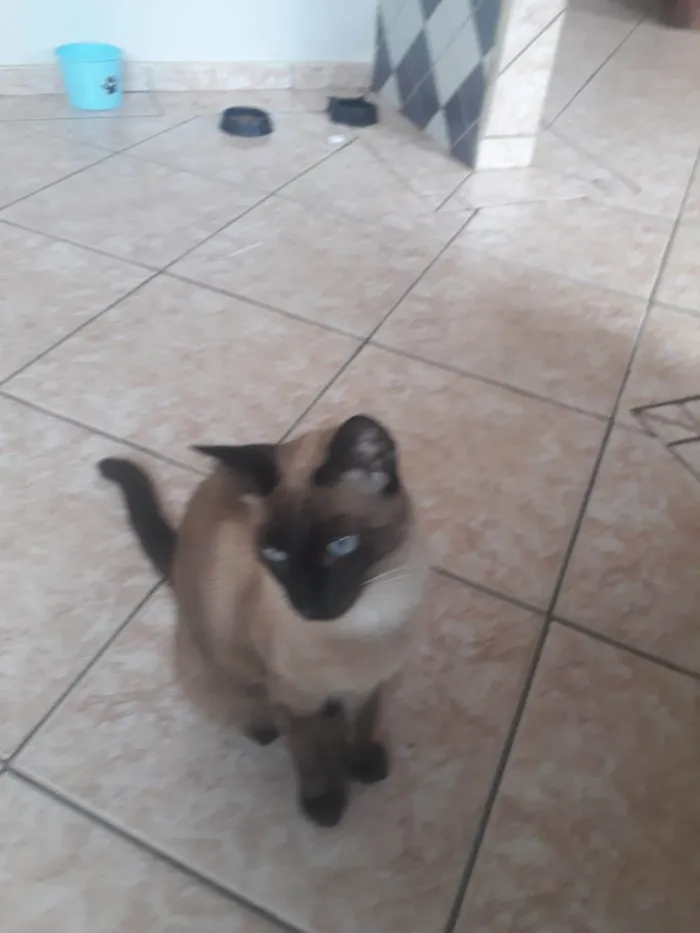 Gato ra a Siamês idade 2 anos nome Mauro e Jujú