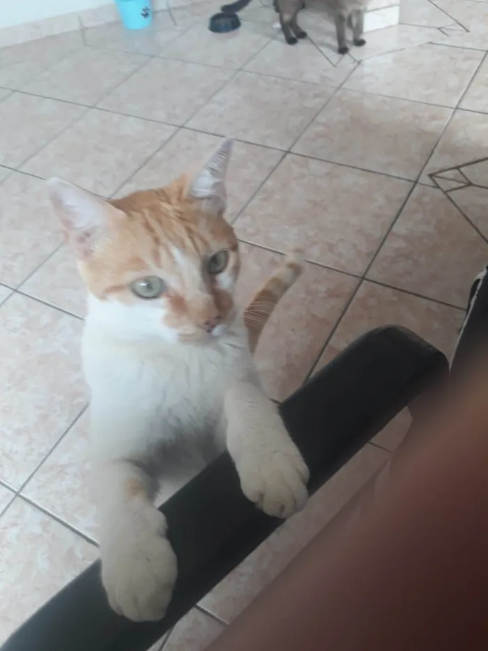 Gato ra a Siamês idade 2 anos nome Mauro e Jujú