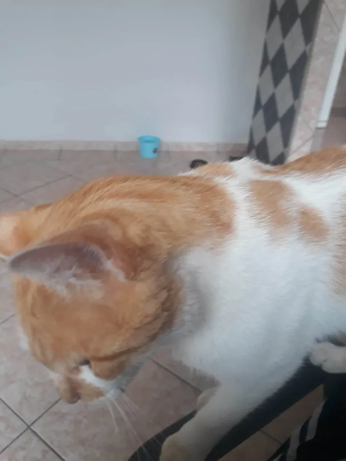 Gato ra a Siamês idade 2 anos nome Mauro e Jujú