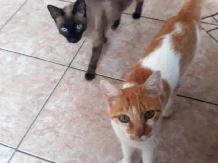 Gato ra a Siamês idade 2 anos nome Mauro e Jujú