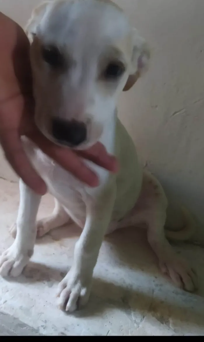 Cachorro ra a Viralata  idade 2 a 6 meses nome Floquinhos 