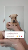Menino, Menino e Menina