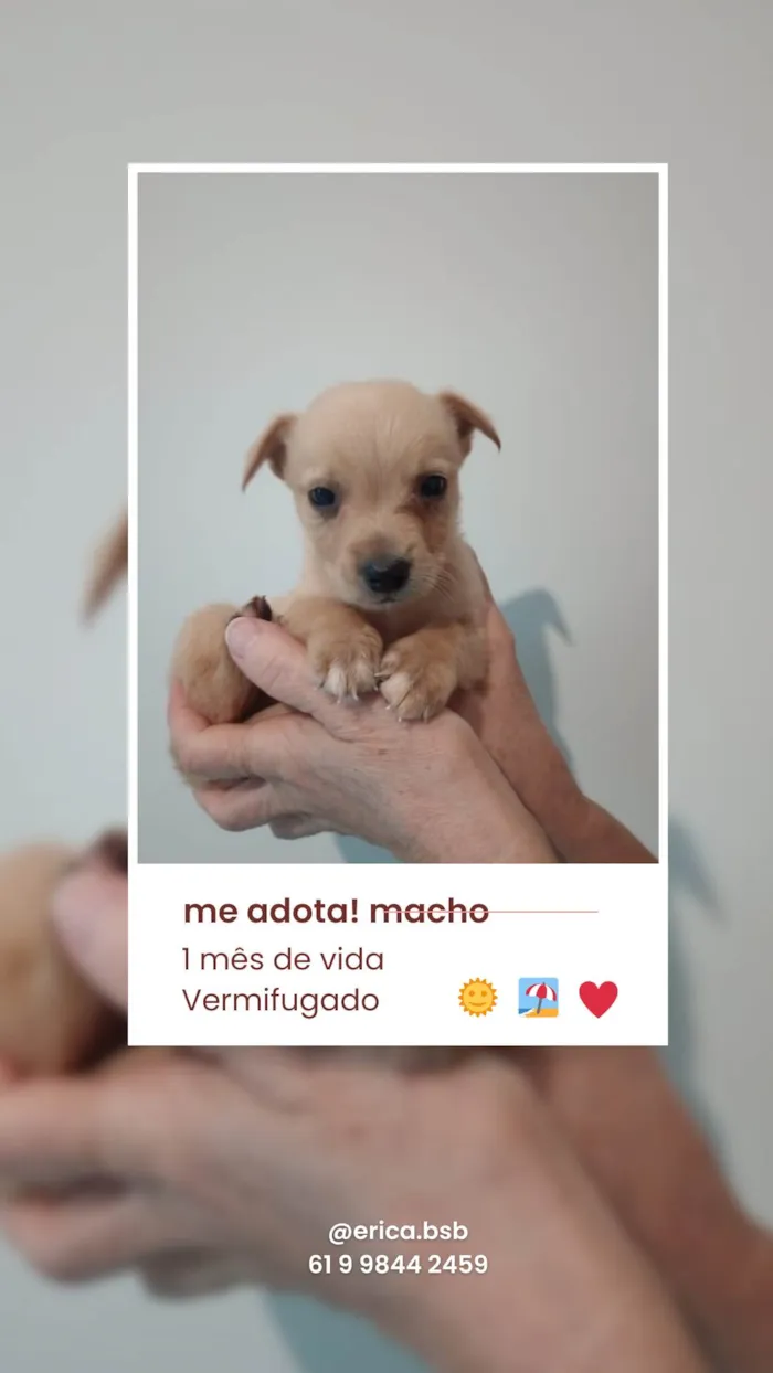 Cachorro ra a SRD-ViraLata idade Abaixo de 2 meses nome Menino, Menino e Menina