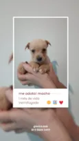 Menino, Menino e Menina