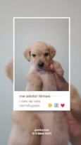 Menino, Menino e Menina