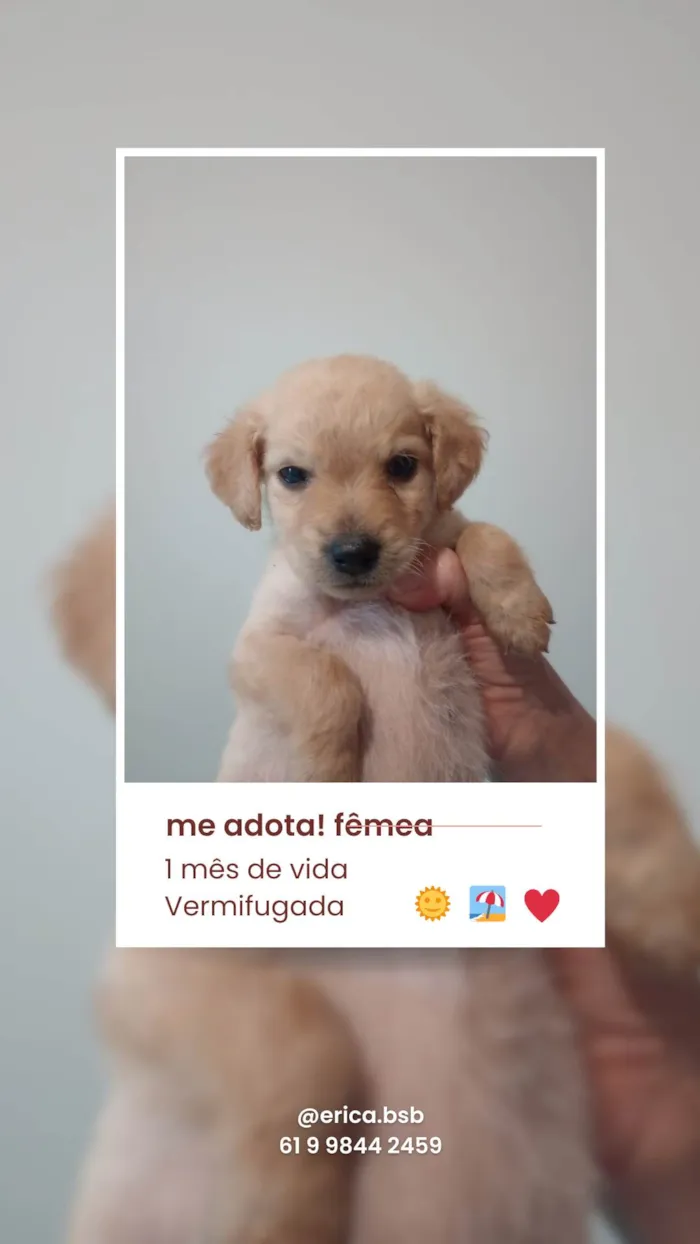 Cachorro ra a SRD-ViraLata idade Abaixo de 2 meses nome Menino, Menino e Menina