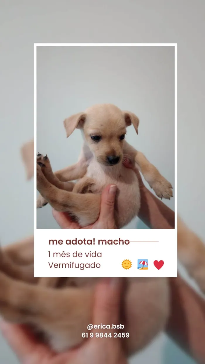 Cachorro ra a SRD-ViraLata idade Abaixo de 2 meses nome Menino, Menino e Menina