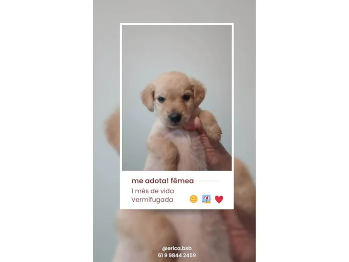 Cachorro ra a SRD-ViraLata idade Abaixo de 2 meses nome Menino, Menino e Menina