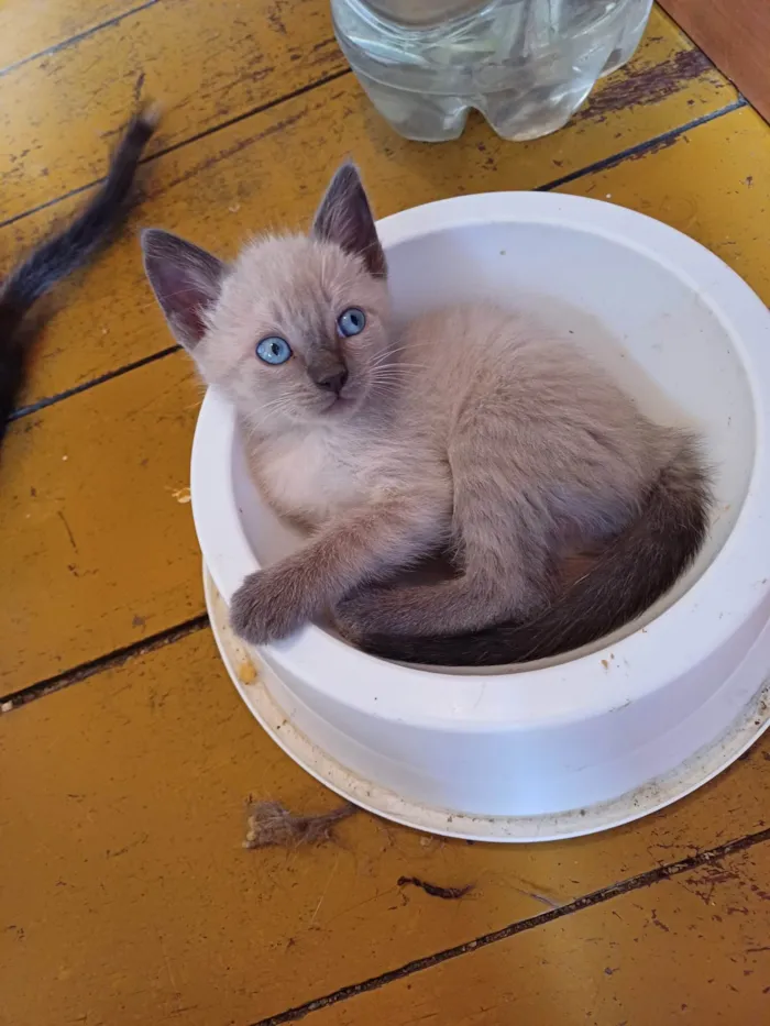 Gato ra a Siames idade Abaixo de 2 meses nome Siames Adoçao