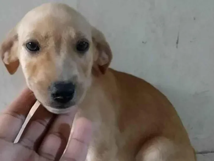 Cachorro ra a Viralata  idade 2 a 6 meses nome Mainha