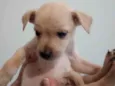 Menino, Menino e Menina
