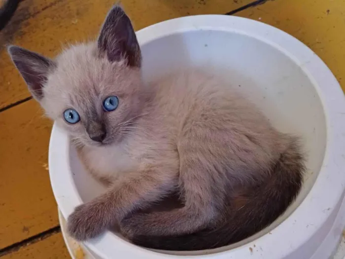 Gato ra a Siames idade Abaixo de 2 meses nome Siames Adoçao