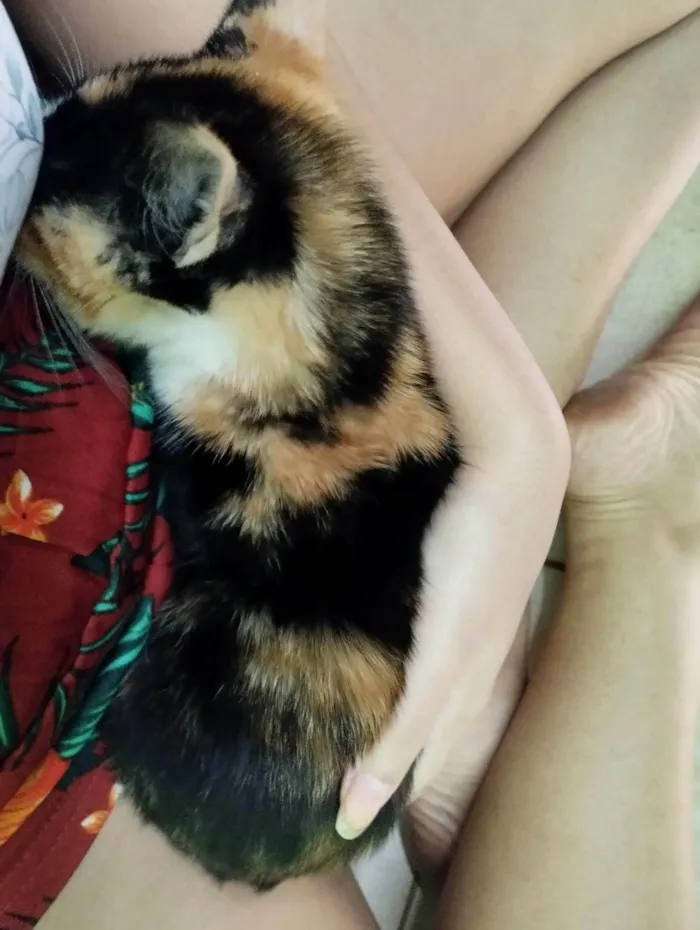 Gato ra a  idade 2 a 6 meses nome Flora