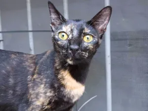 Gato raça Srd idade 2 a 6 meses nome Malu