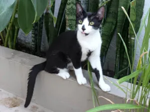 Gato raça Srd idade 2 a 6 meses nome Rafinha 