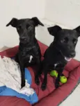 Sandy e Junior