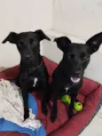 Sandy e Junior