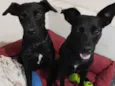 Sandy e Junior