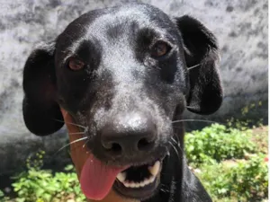 Cachorro raça SRD idade 3 anos nome Maju