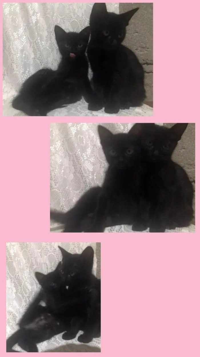 Gato ra a Gato idade 2 a 6 meses nome Cacau