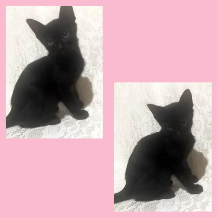 Gato ra a Gato idade 2 a 6 meses nome Cacau