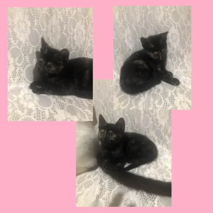 Gato ra a Gato idade 2 a 6 meses nome Cacau