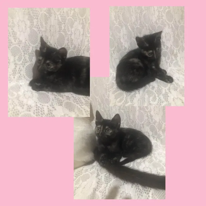 Gato ra a Gato idade 2 a 6 meses nome Cacau