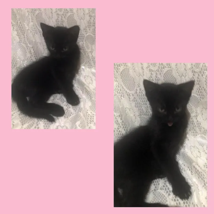 Gato ra a Gato idade 2 a 6 meses nome Cacau