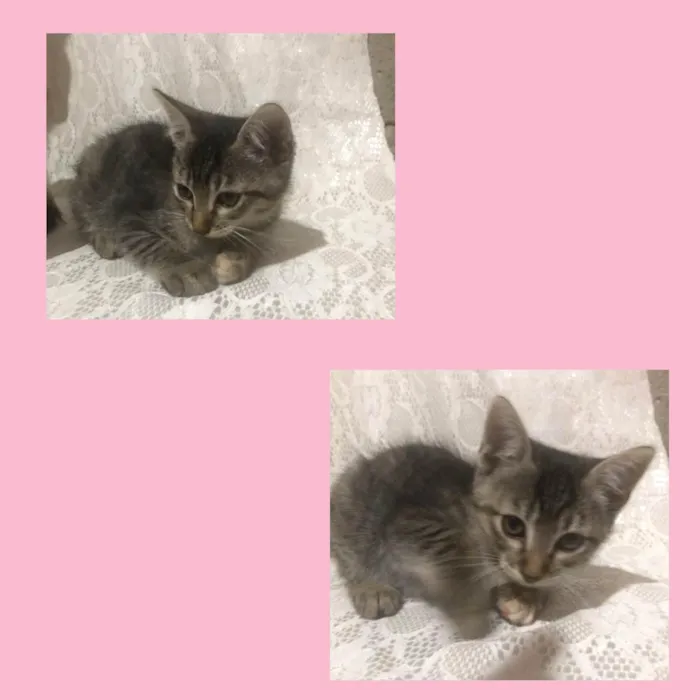 Gato ra a Gato idade 2 a 6 meses nome Cacau