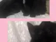 Cacau