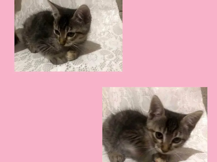 Gato ra a Gato idade 2 a 6 meses nome Cacau