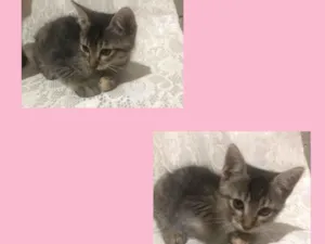 Gato raça Gato idade 2 a 6 meses nome Cacau