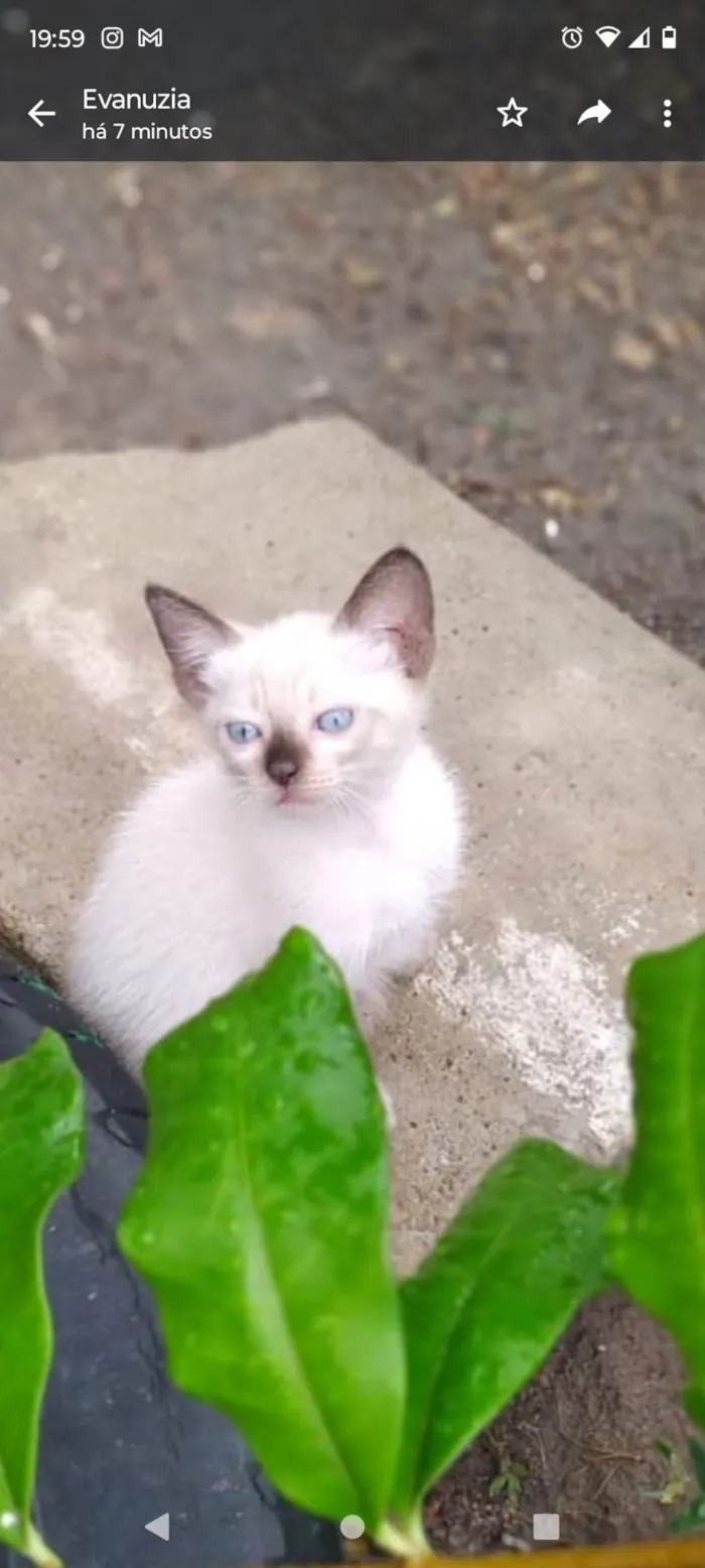 Gato ra a Srd idade Abaixo de 2 meses nome Bolinha 