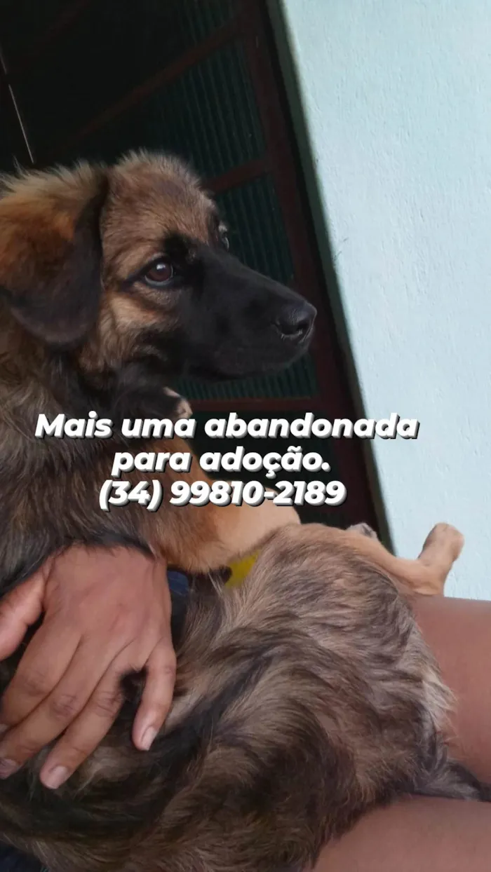 Cachorro ra a SRD  idade 7 a 11 meses nome Não sei. 