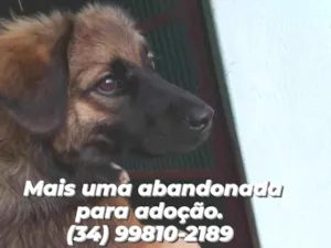 Cachorro raça SRD  idade 7 a 11 meses nome Não sei. 