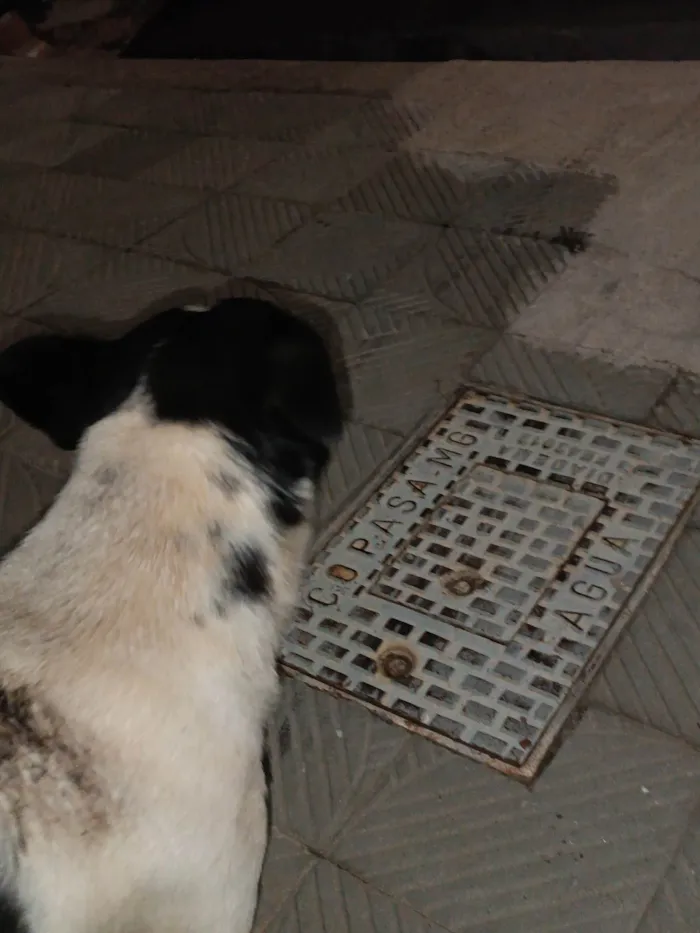 Cachorro ra a  idade  nome Oreo 