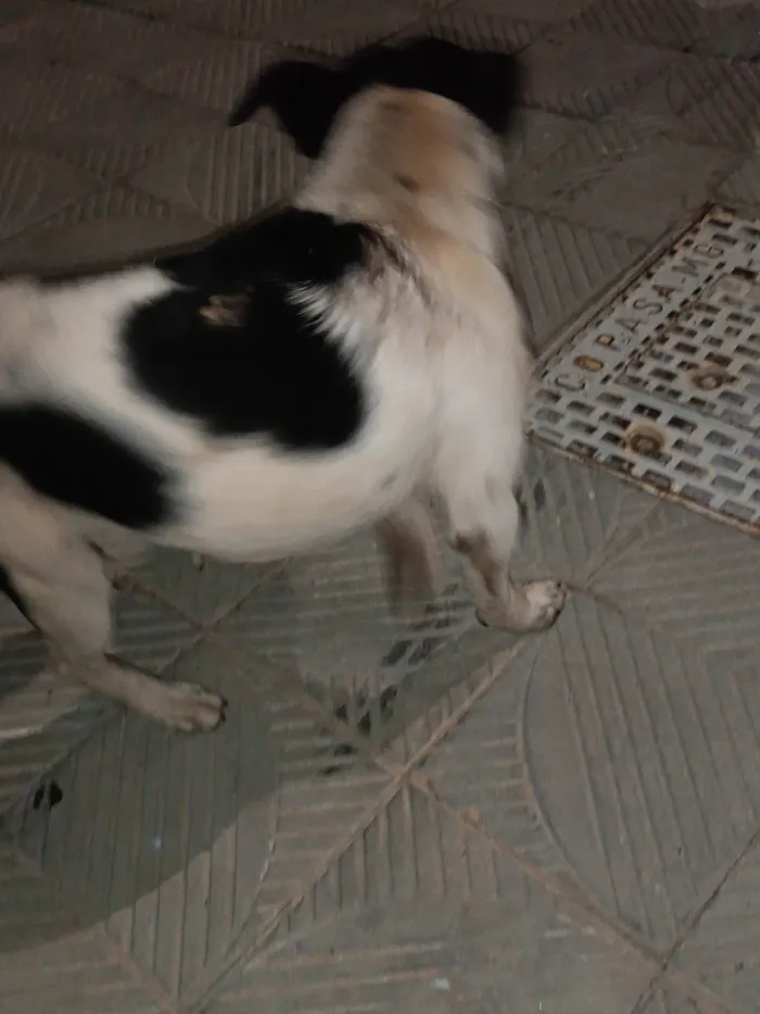 Cachorro ra a  idade  nome Oreo 