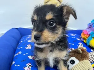 Cachorro raça SRD-ViraLata idade Abaixo de 2 meses nome Flea