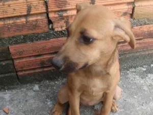 Cachorro raça SRD-ViraLata idade 2 a 6 meses nome Safira 