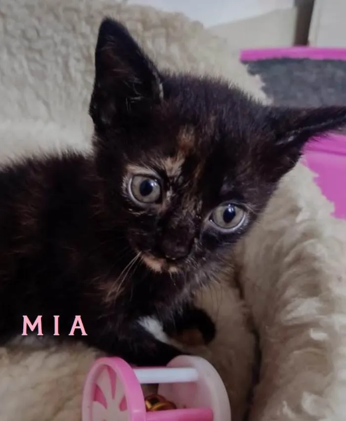Gato ra a SRD-ViraLata idade Abaixo de 2 meses nome M I A (Bebê)