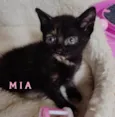 M I A (Bebê)