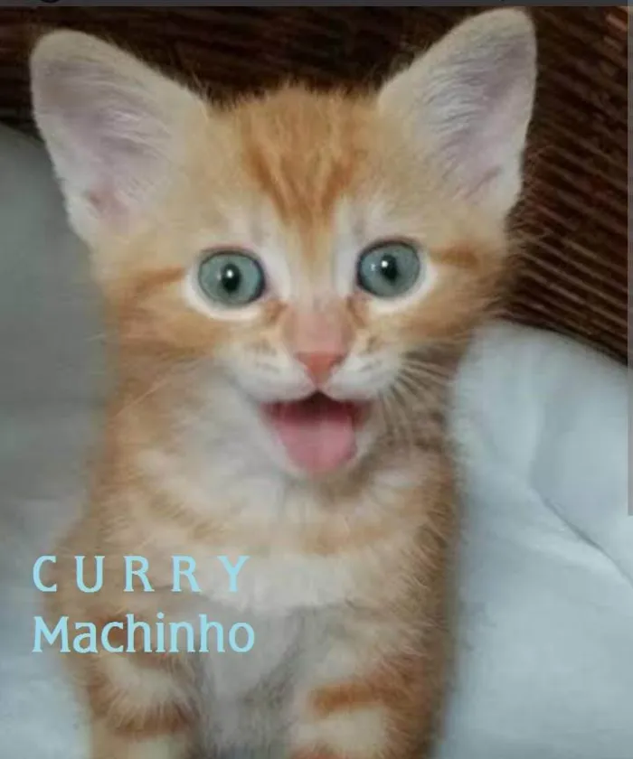 Gato ra a SRD-ViraLata idade Abaixo de 2 meses nome CURRY