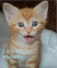 CURRY