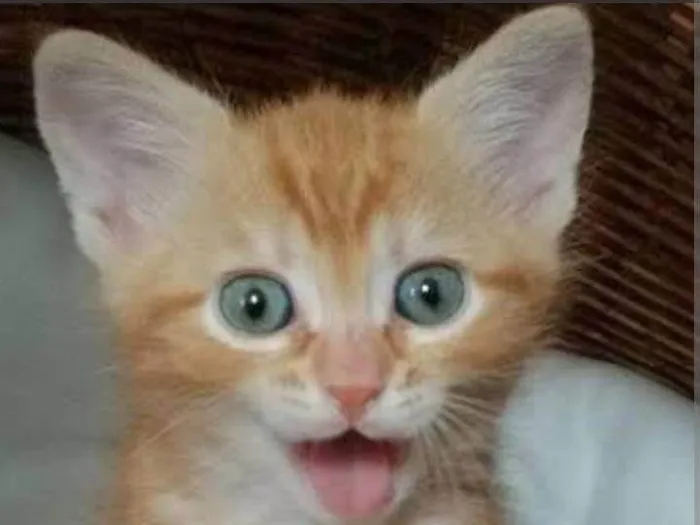 Gato ra a SRD-ViraLata idade Abaixo de 2 meses nome CURRY