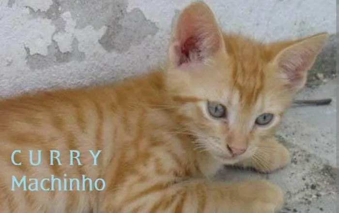 Gato ra a SRD-ViraLata idade Abaixo de 2 meses nome CURRY