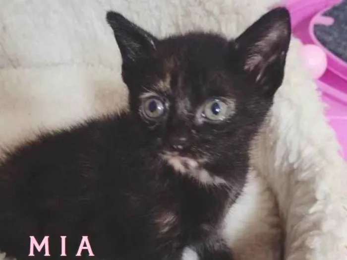 Gato ra a SRD-ViraLata idade Abaixo de 2 meses nome M I A (Bebê)